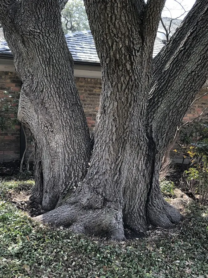 Mature heritage tree close to a Wedderburn property cared for by certified arborists